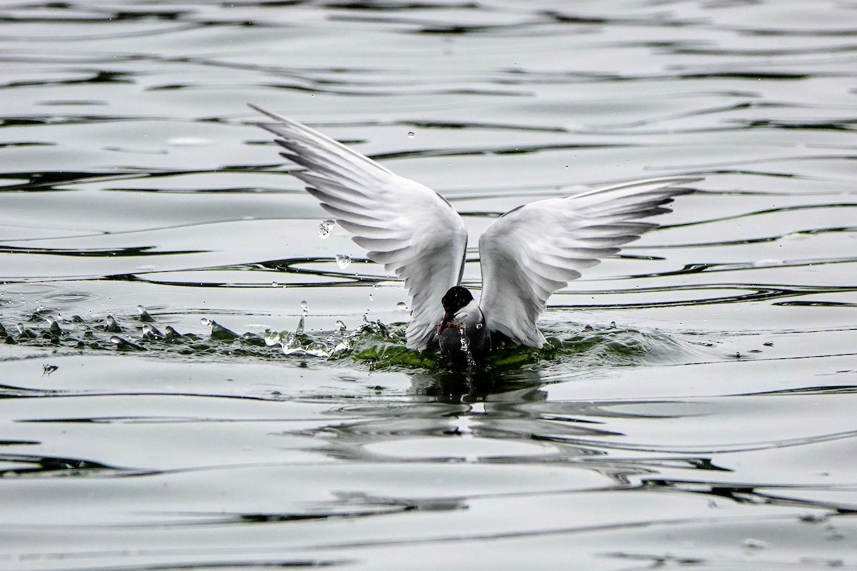 Whiskered Tern - Haofeng Shih