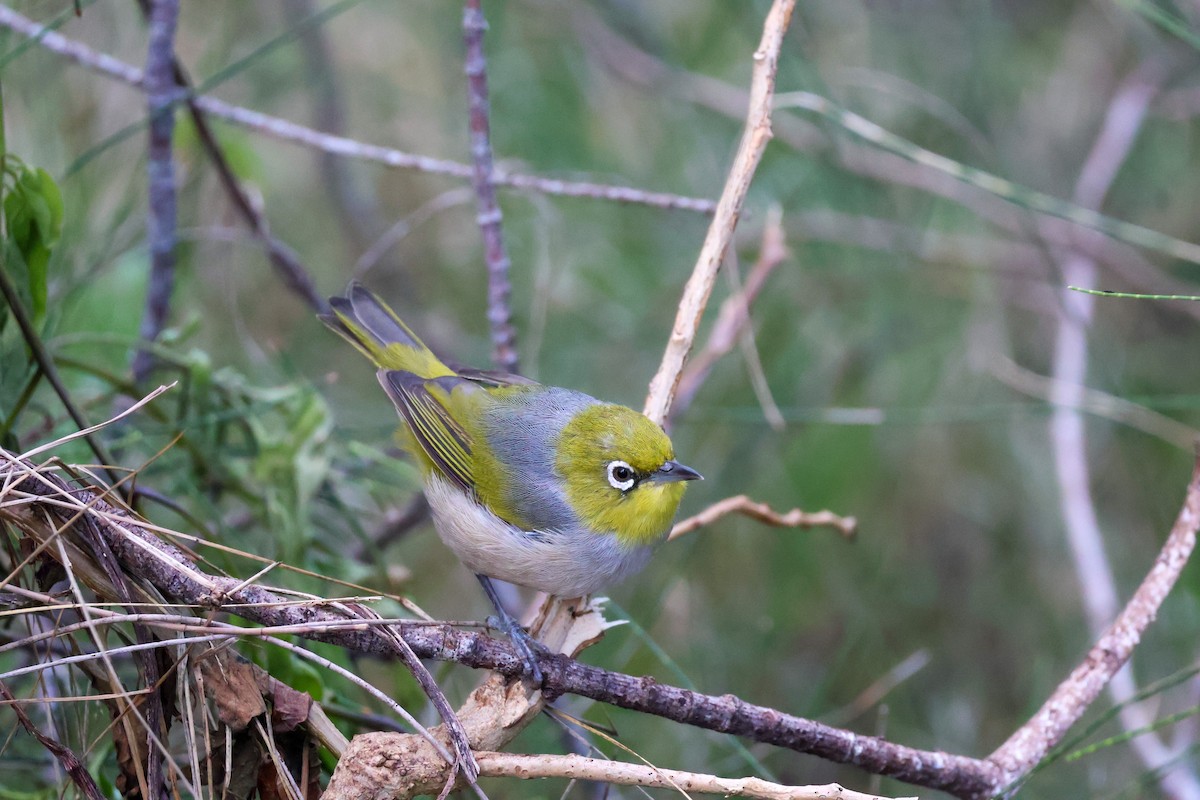 Silvereye - Sonia Boughton