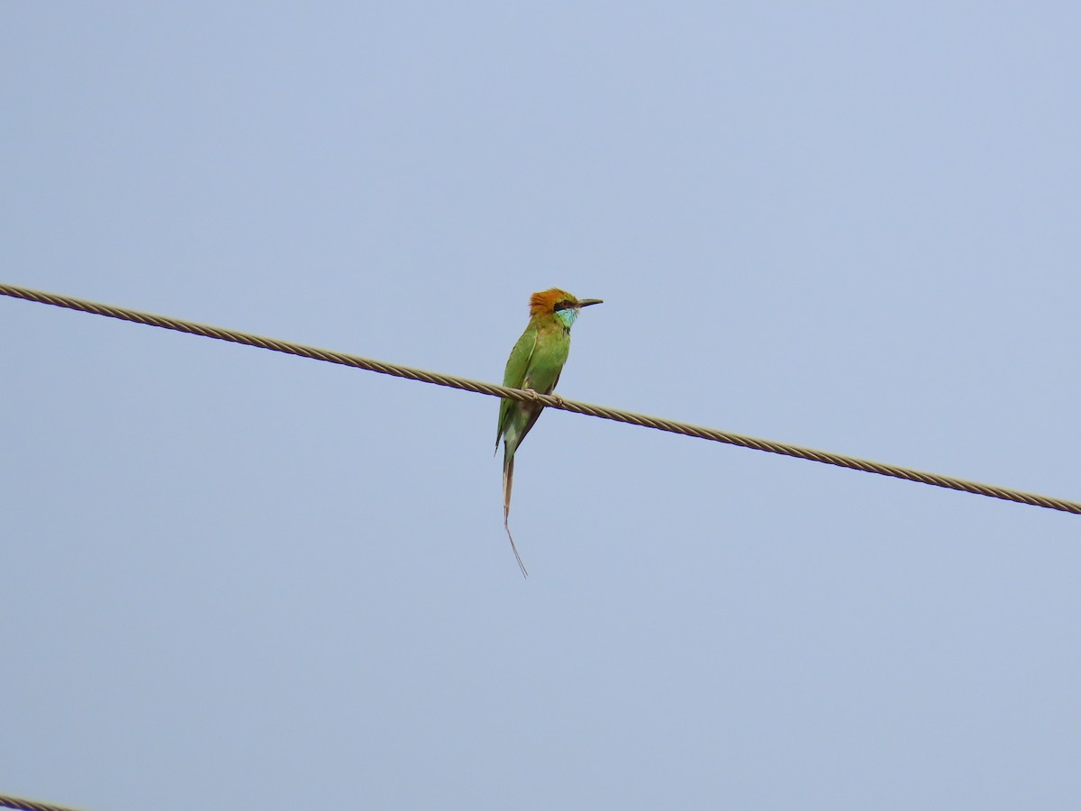 Asian Green Bee-eater - ML618544107