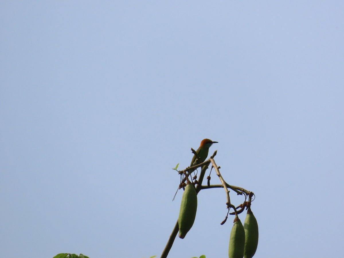 Asian Green Bee-eater - ML618544113