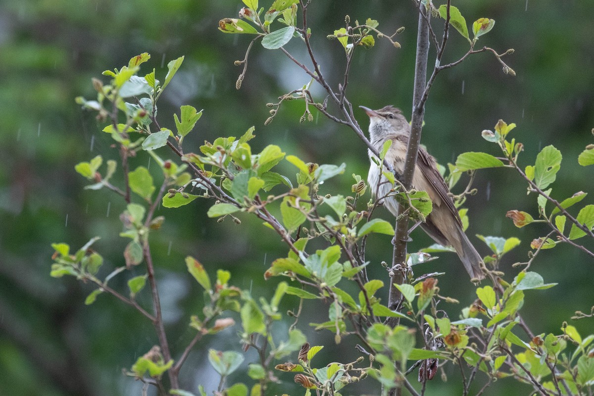 Их охил бялзуухай - ML618544119