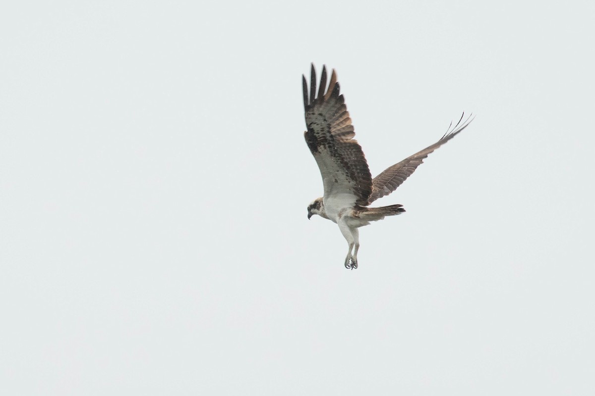 Águila Pescadora - ML618544127