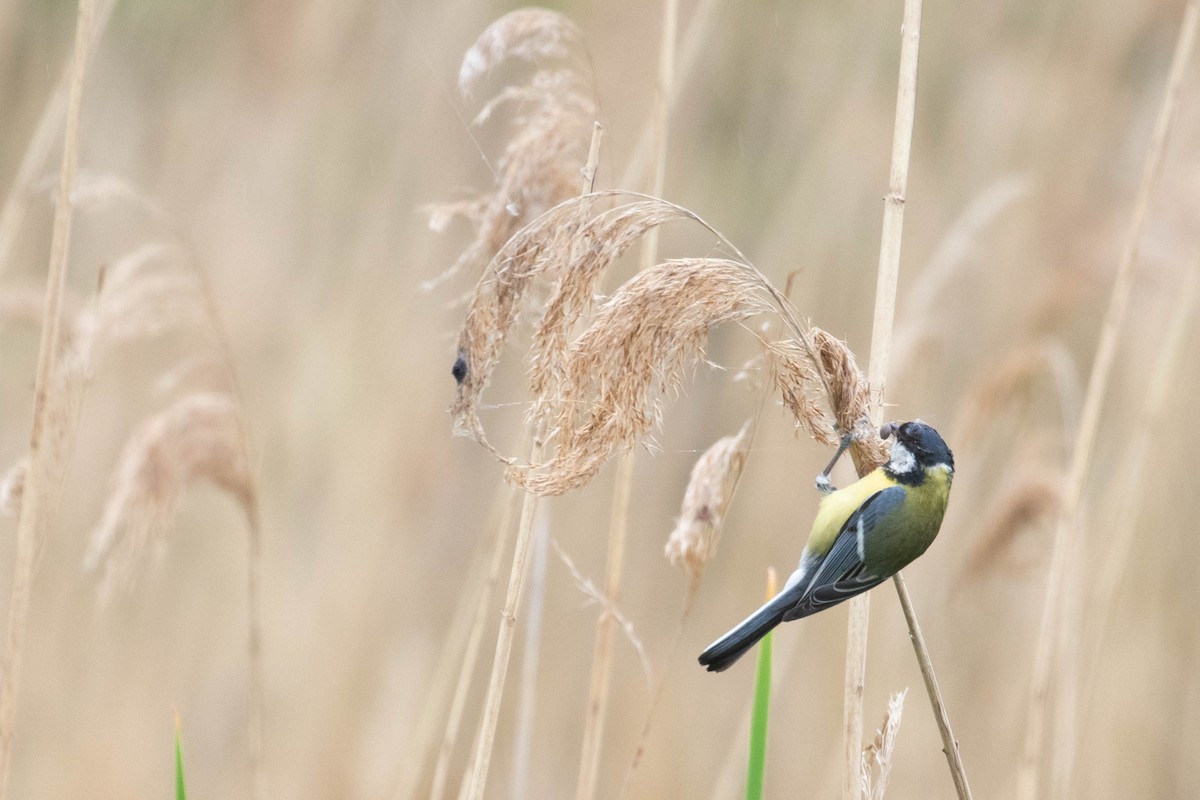 Их хөх бух - ML618544134