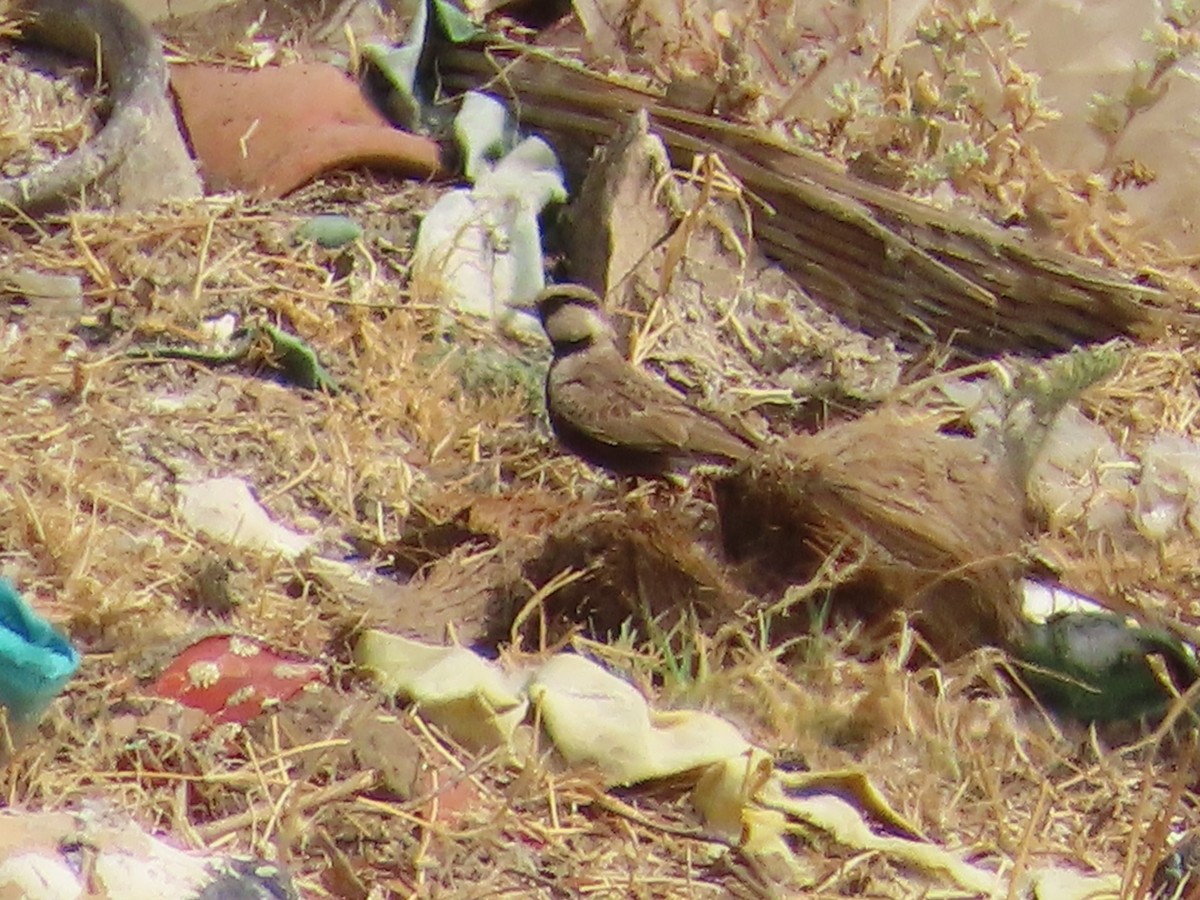 Ashy-crowned Sparrow-Lark - ML618544135