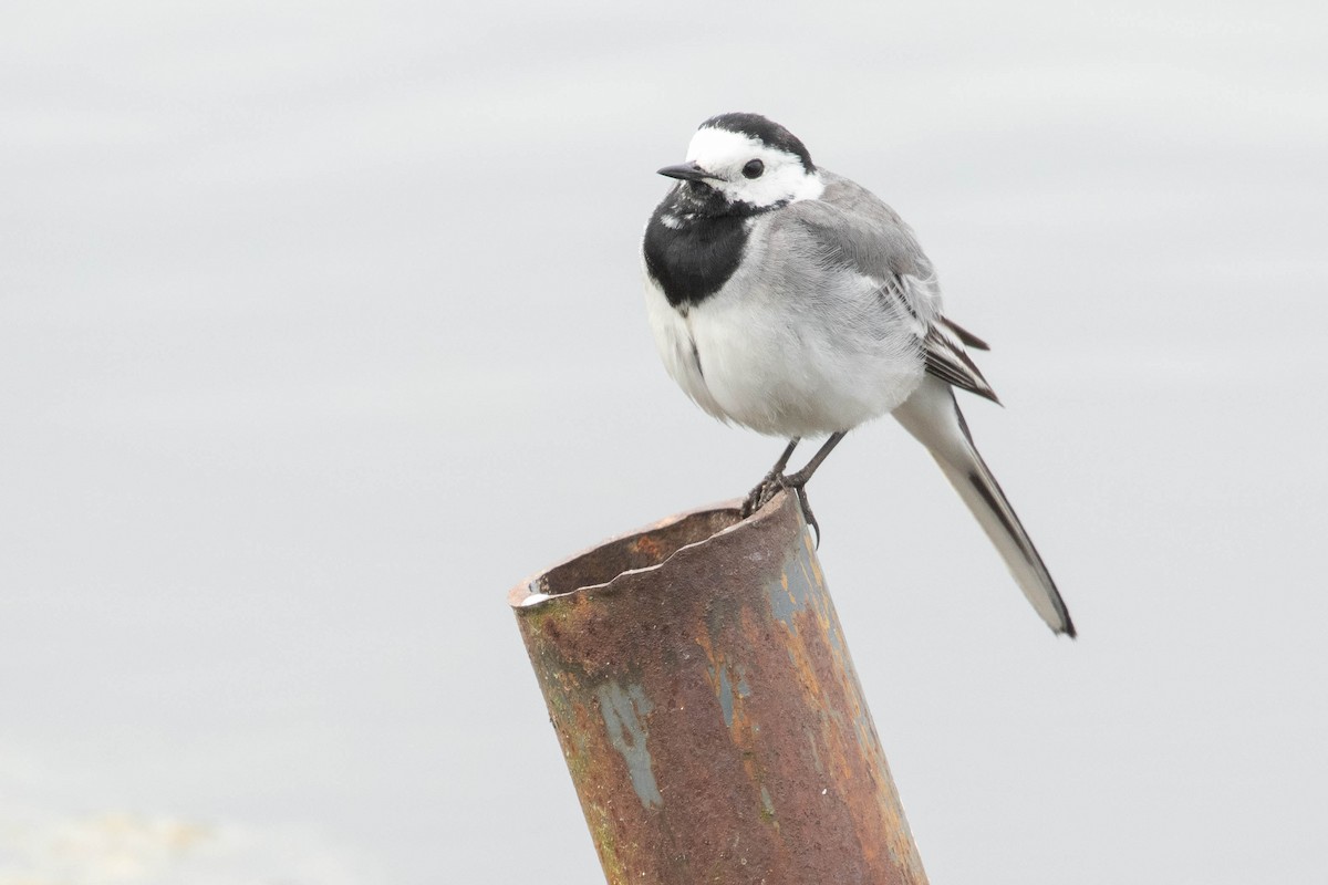 白鶺鴒 - ML618544137