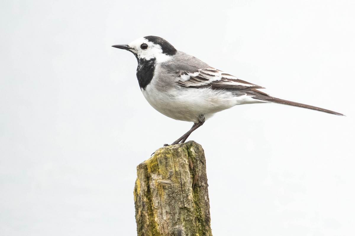 Хөх цэгцгий - ML618544138