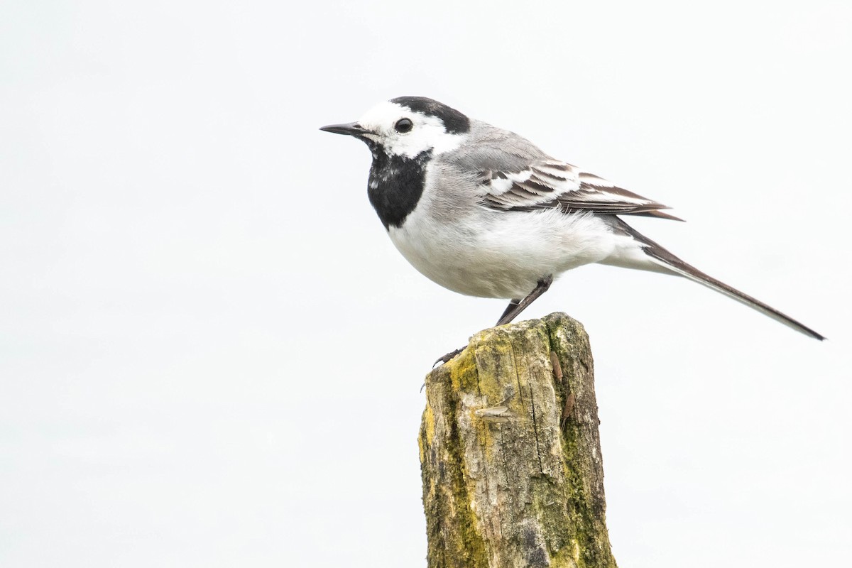 Хөх цэгцгий - ML618544139