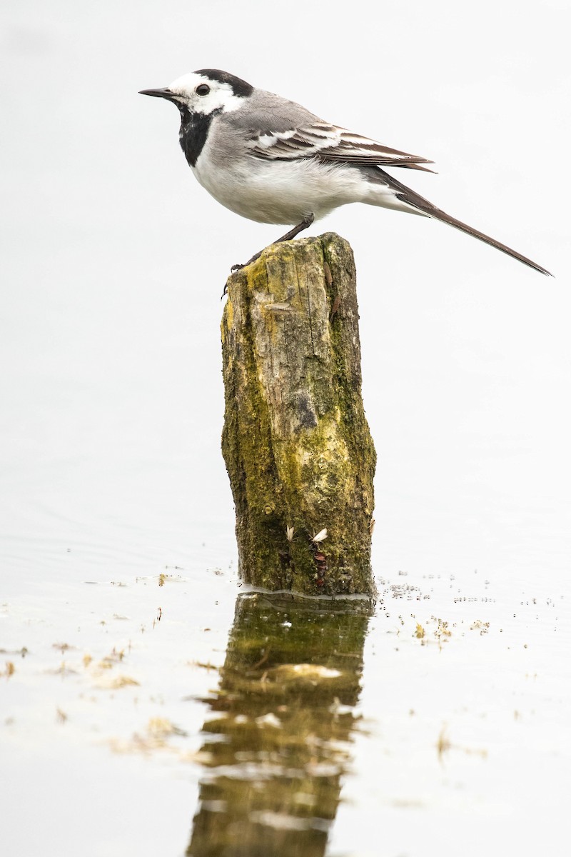 Хөх цэгцгий - ML618544141