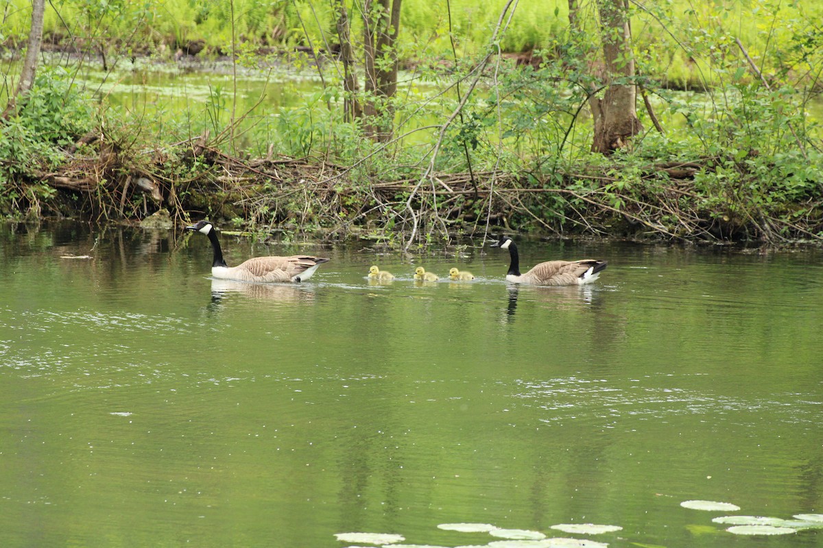 Canada Goose - ML618544152