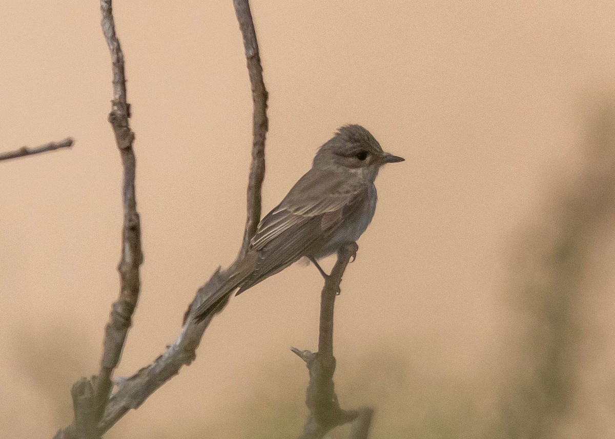 Spotted Flycatcher - Ian Burgess