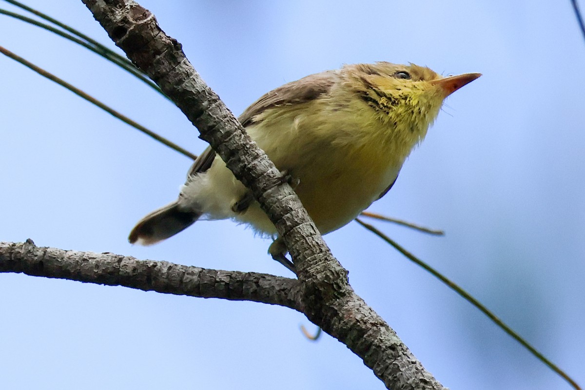 White-throated Gerygone - ML618544154