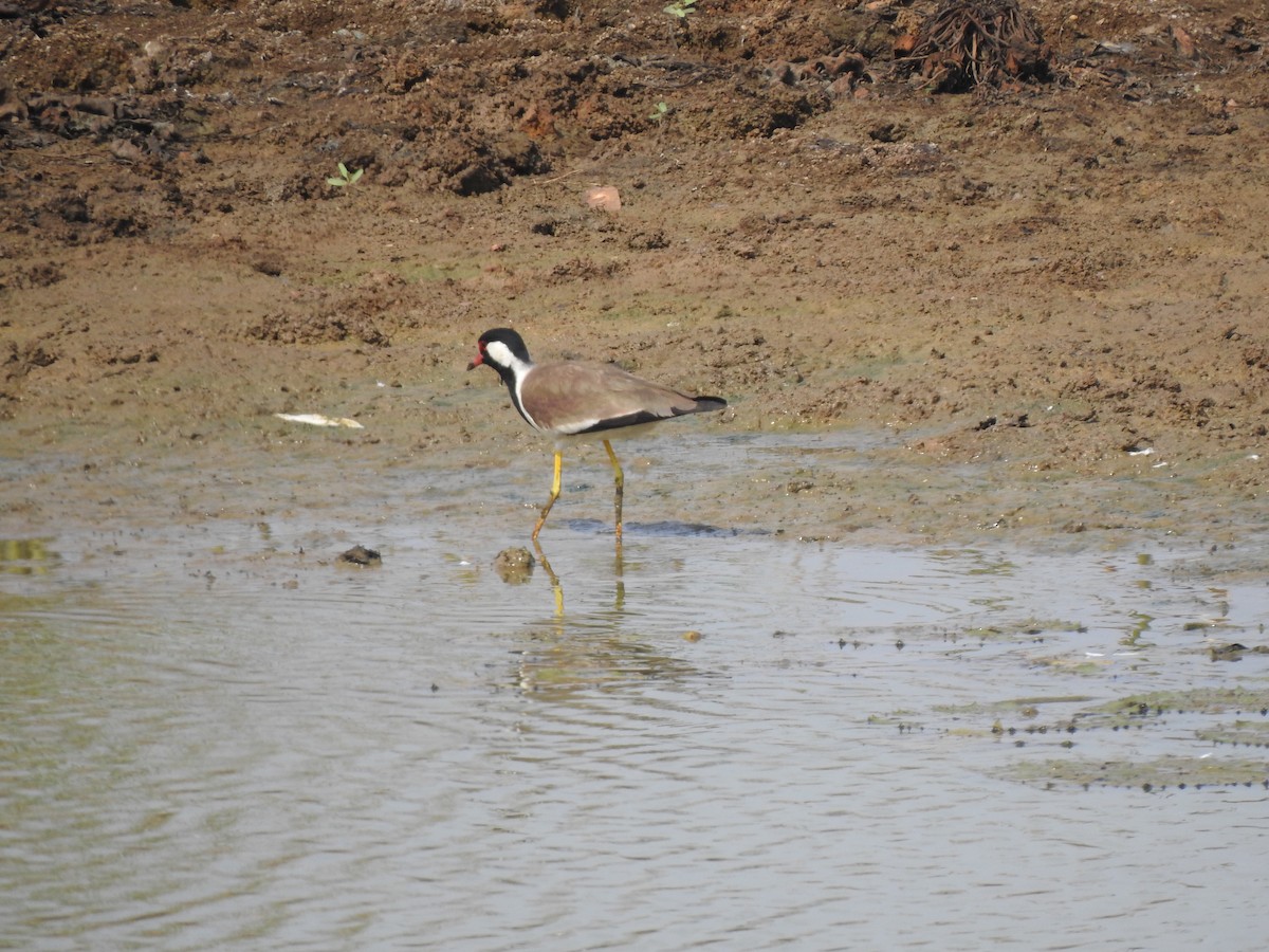 Red-wattled Lapwing - Angeline Mano M