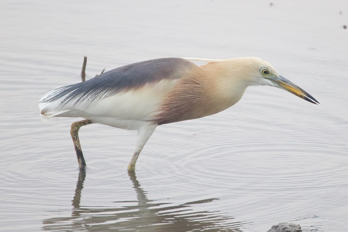 Javan Pond-Heron - ML618544237