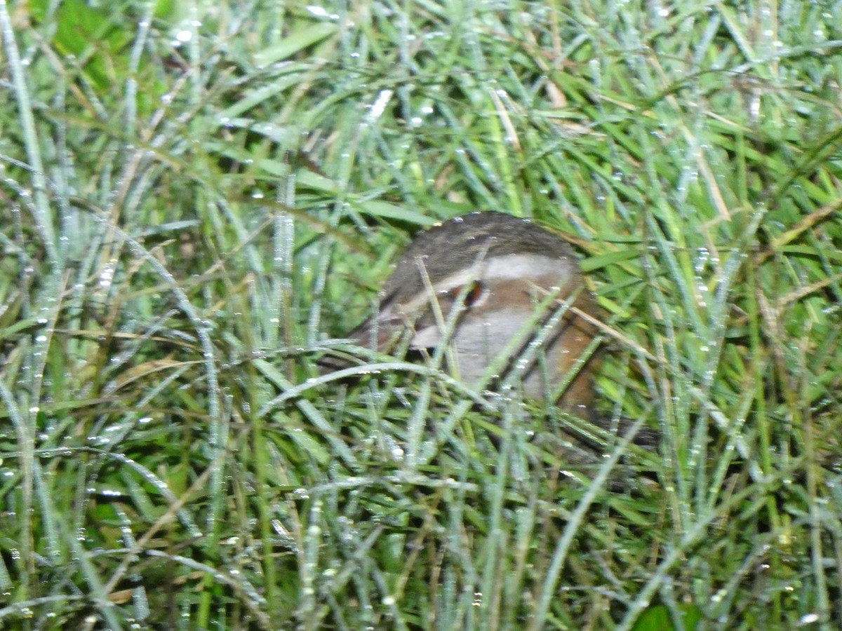 Buff-banded Rail - ML618544273