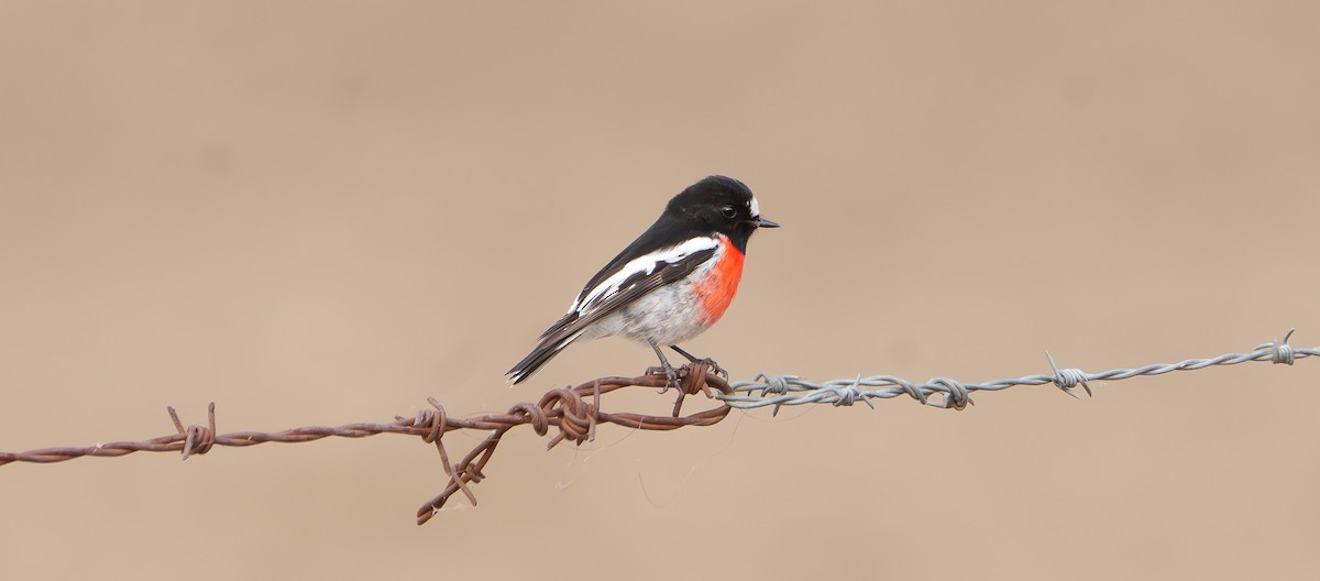 Scarlet Robin - Ben Milbourne