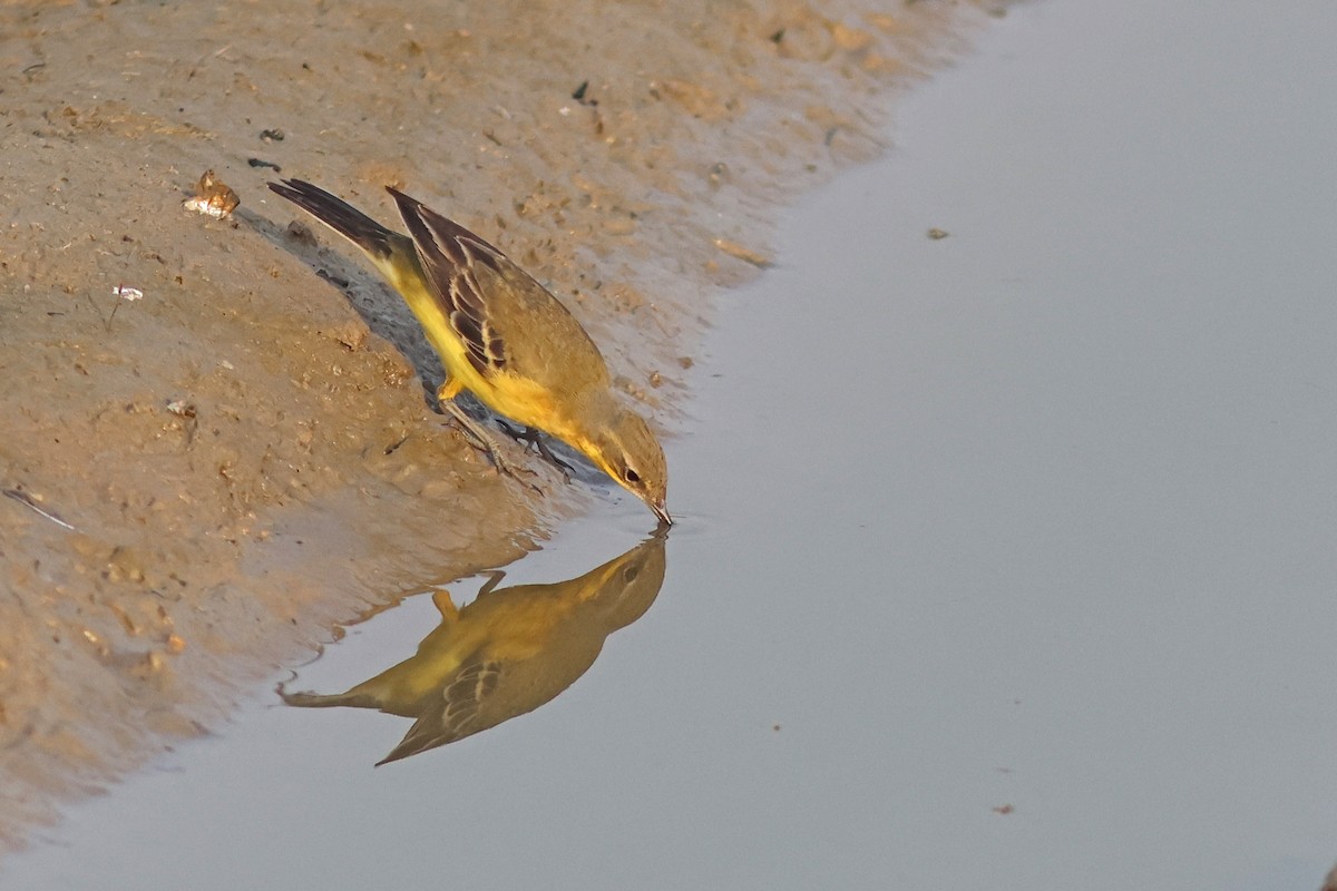 Western Yellow Wagtail - PANKAJ GUPTA