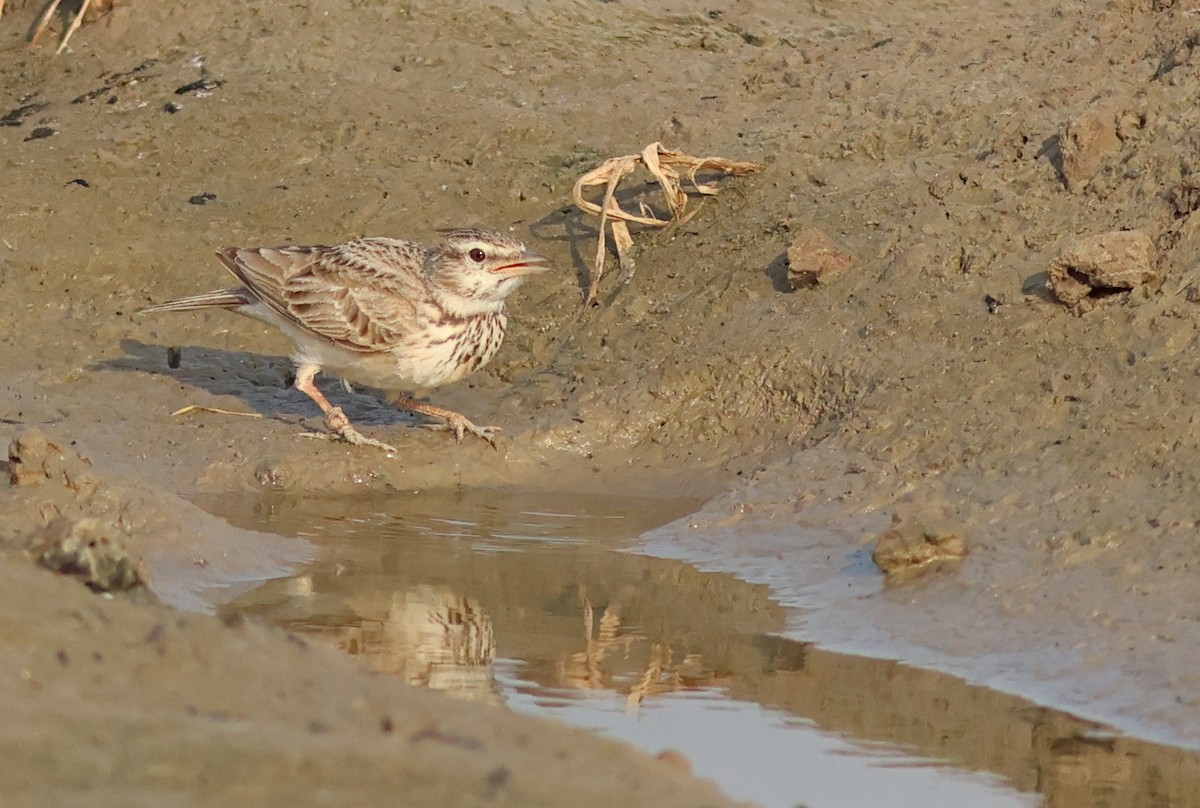 Crested Lark - ML618544352