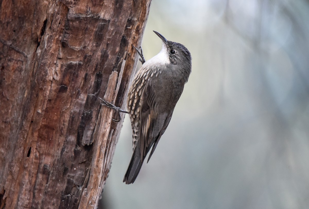 White-throated Treecreeper (White-throated) - Bruce Wedderburn