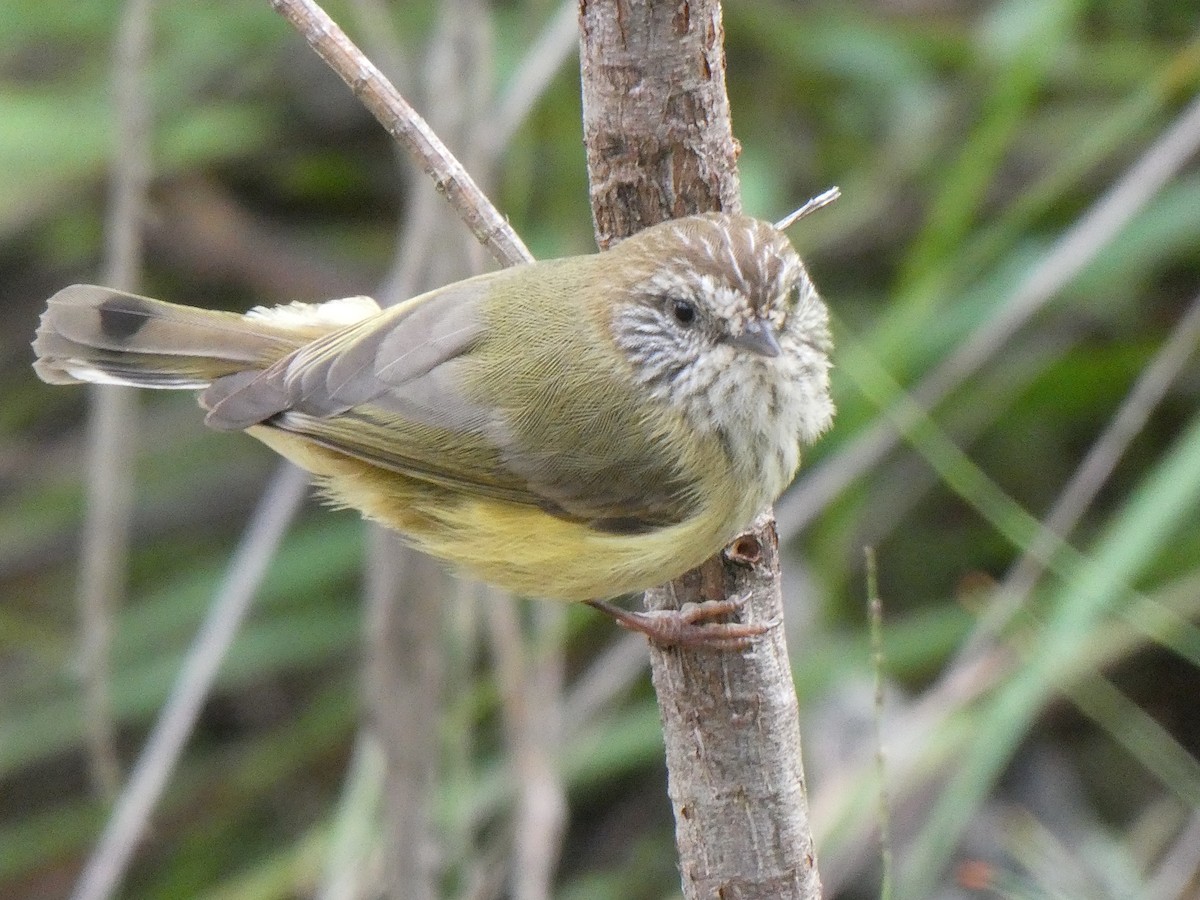 Striated Thornbill - ML618544389