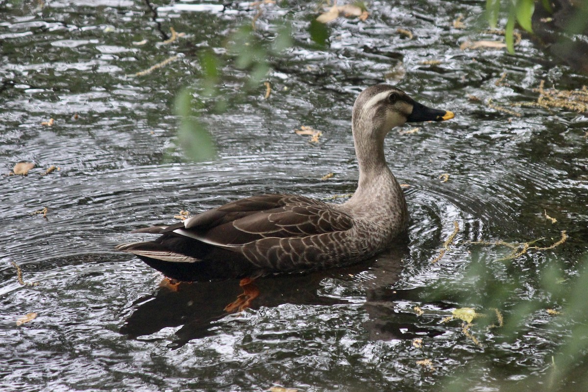 Eastern Spot-billed Duck - ML618544395
