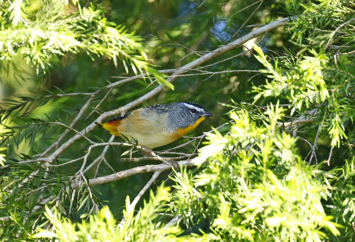 Pardalote pointillé - ML618544405