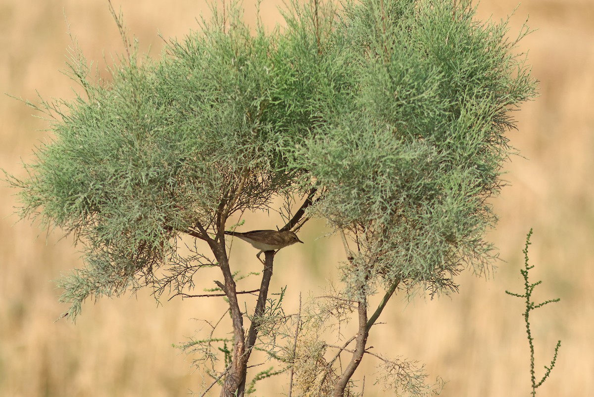 Blyth's Reed Warbler - ML618544409