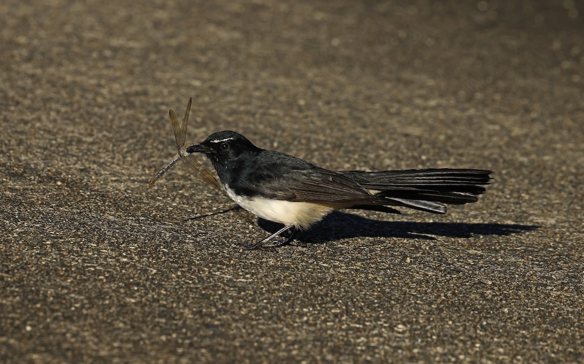 Willie-wagtail - Julie Sarna