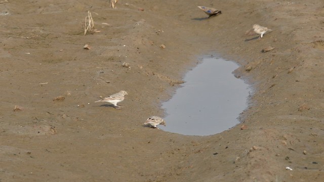 Hume's Lark - ML618544416