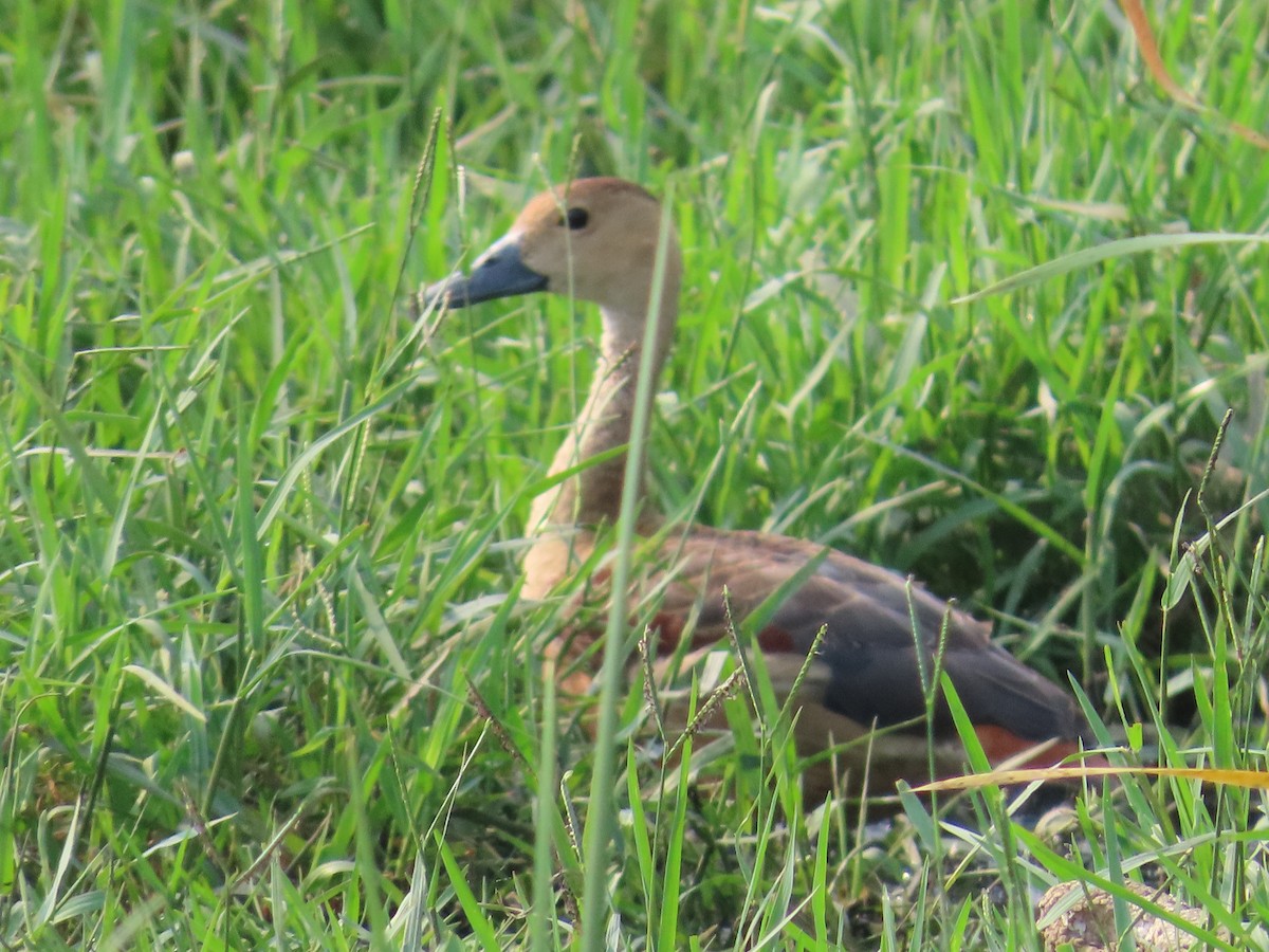 Lesser Whistling-Duck - ML618544423