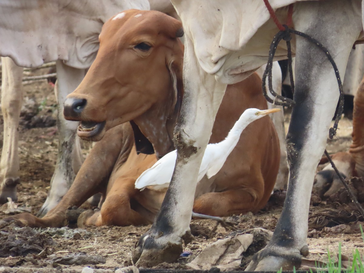 Eastern Cattle Egret - Shilpa Gadgil