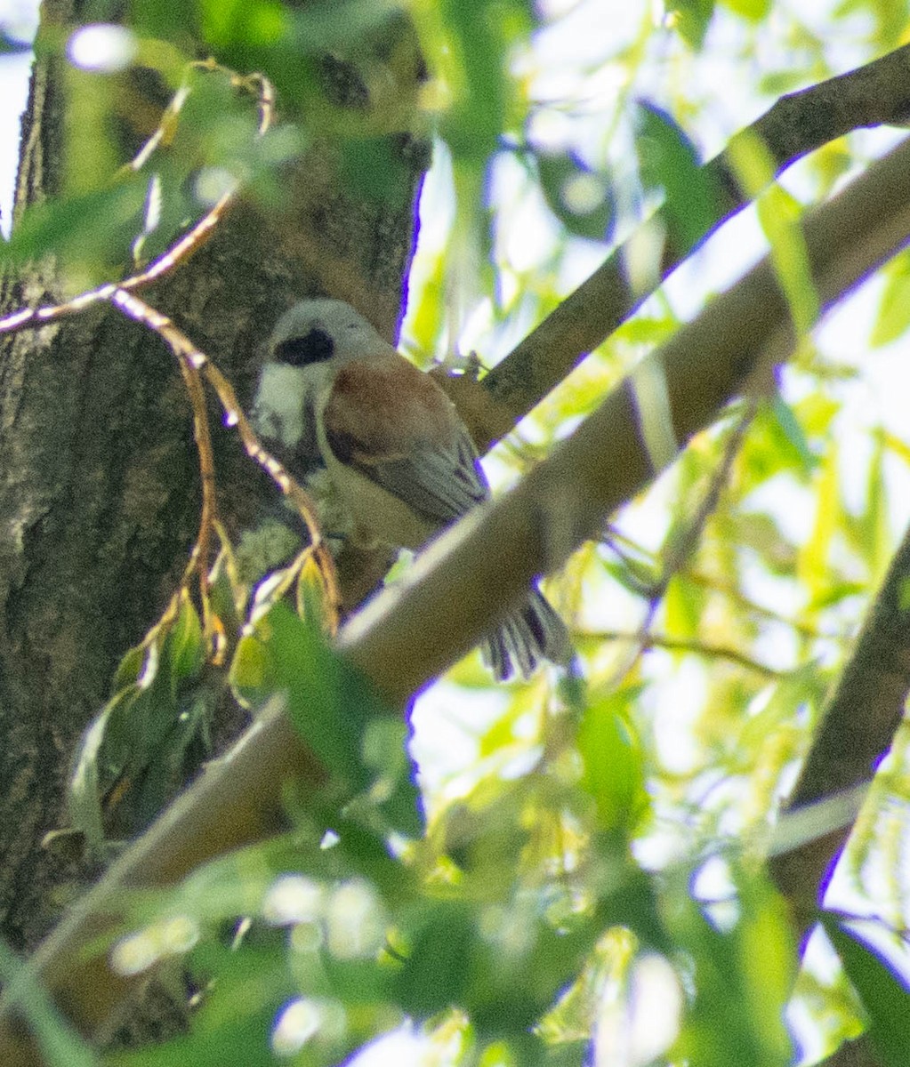 Eurasian Penduline-Tit - ML618544456