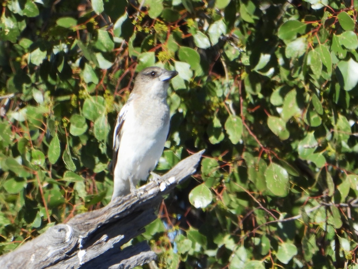 Pied Butcherbird - Leonie Beaulieu