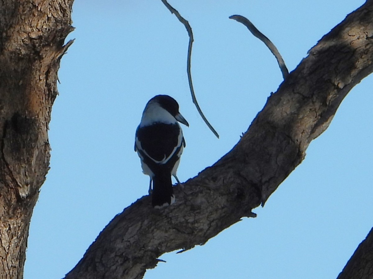 Pied Butcherbird - Leonie Beaulieu