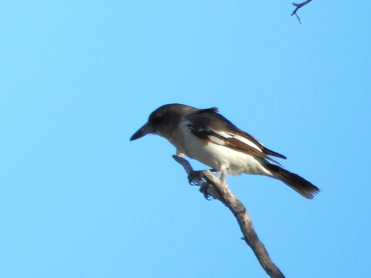 Pied Butcherbird - Leonie Beaulieu