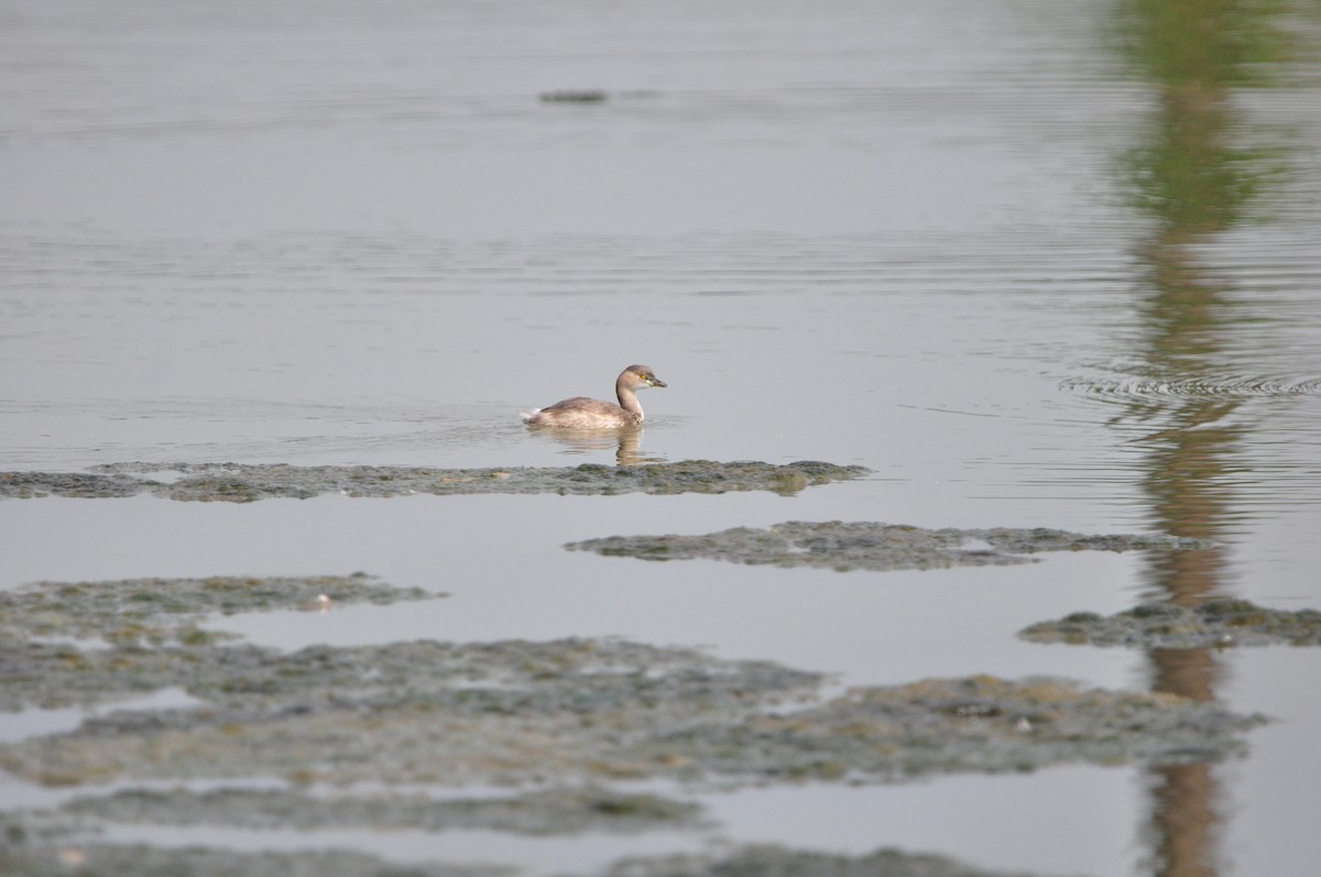 Little Grebe - Lysandra Da Costa