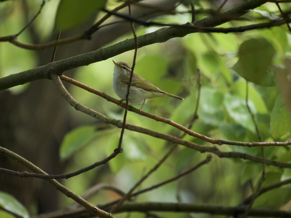 Eastern Crowned Warbler - ML618544513