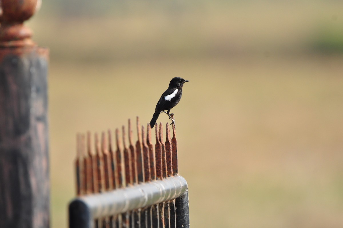 Pied Bushchat - Lysandra Da Costa