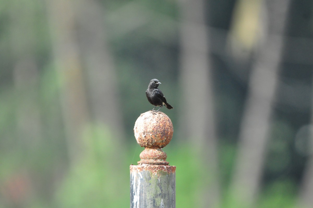 Pied Bushchat - Lysandra Da Costa