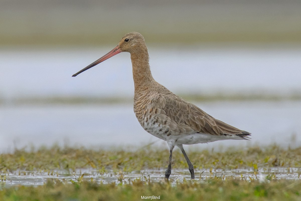 Black-tailed Godwit - ML618544546