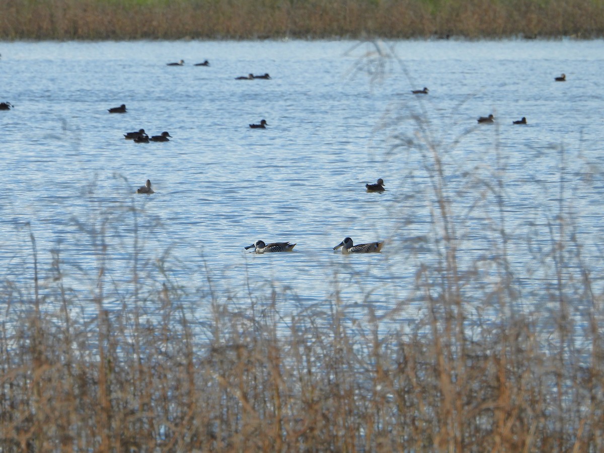 Pink-eared Duck - Leonie Beaulieu