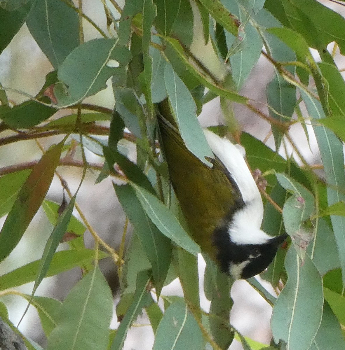 White-throated Honeyeater - ML618544553