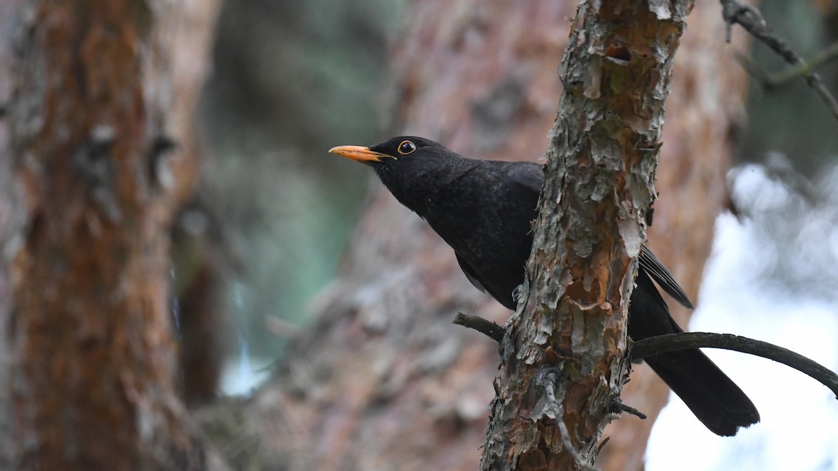 Eurasian Blackbird - Vlad Sladariu