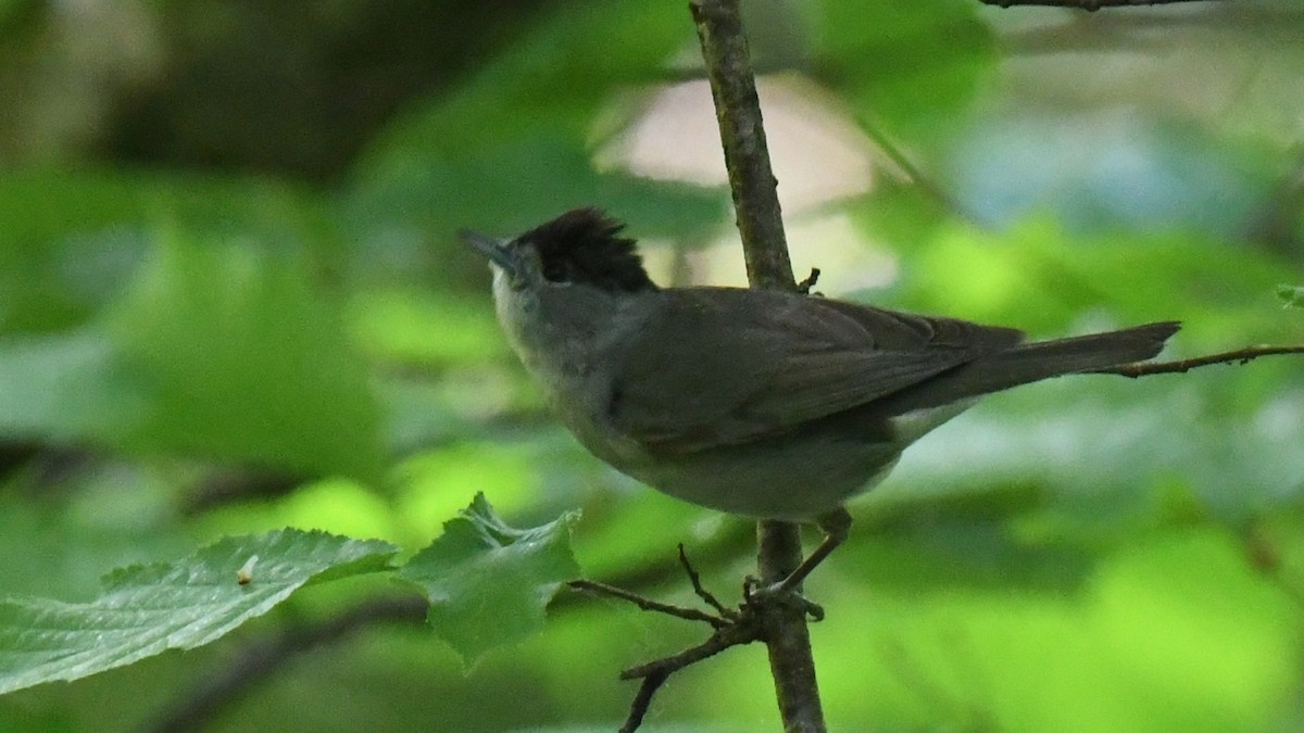 Eurasian Blackcap - ML618544559
