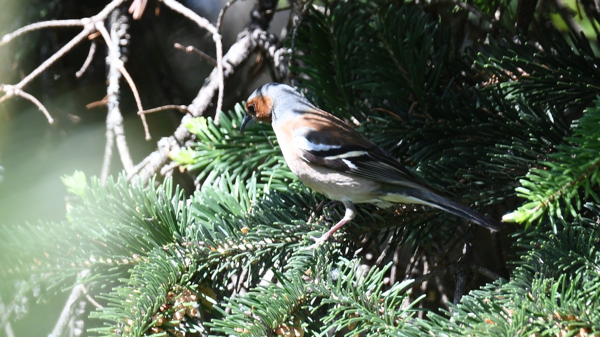 Common Chaffinch - Vlad Sladariu