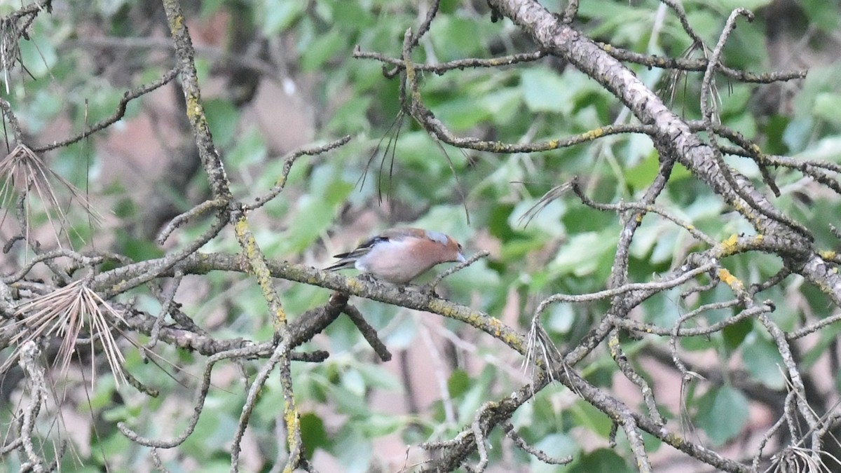 Common Chaffinch - Vlad Sladariu