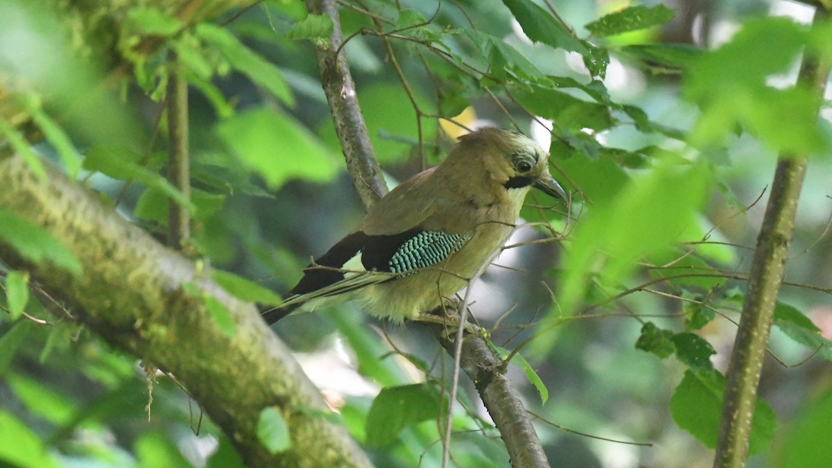 Eurasian Jay - ML618544566