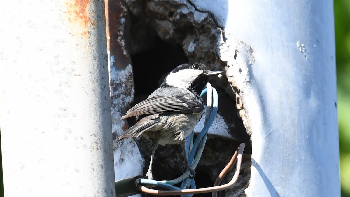 Coal Tit - ML618544571