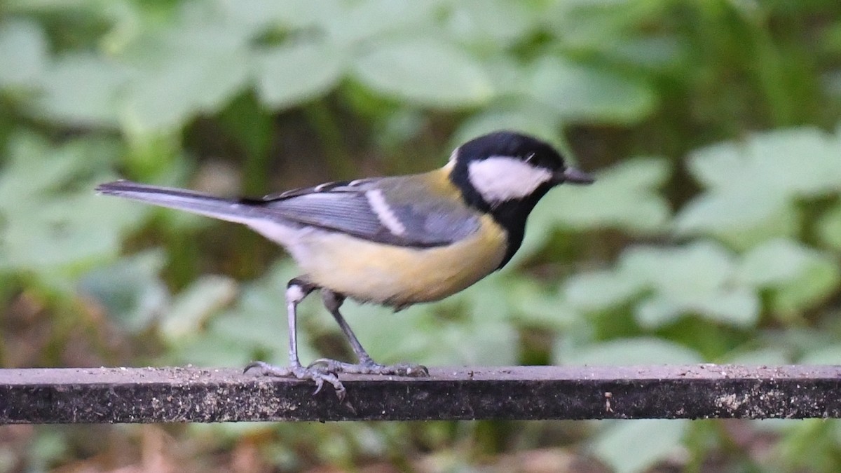 Great Tit - ML618544578