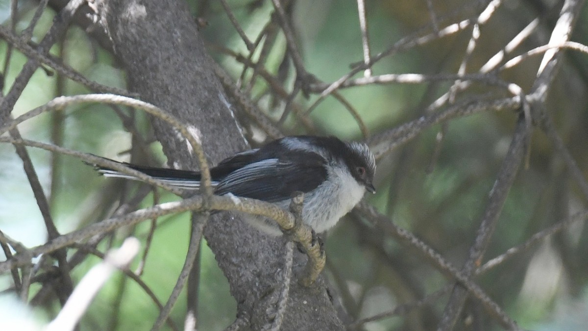 Long-tailed Tit - ML618544581