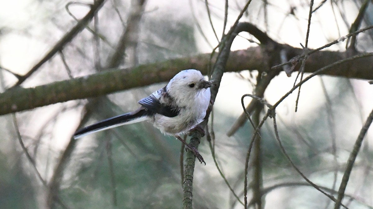 Long-tailed Tit - ML618544582